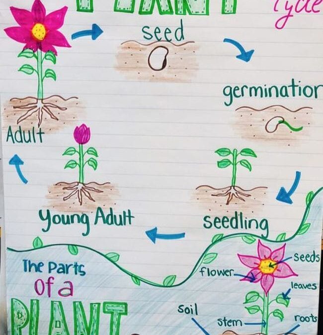 Anchor Chart for Plant Life Cycle