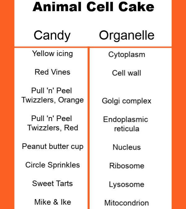 Animal Cell Cake Model