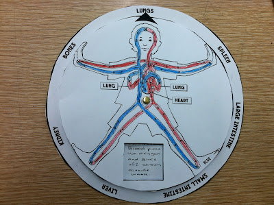 Circulatory System Disc