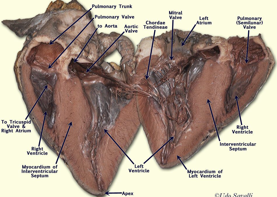 Cow’s Heart Dissection