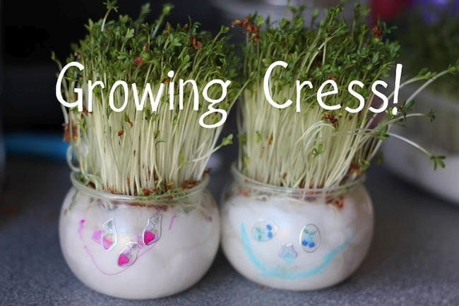 Create Living Art with Cress