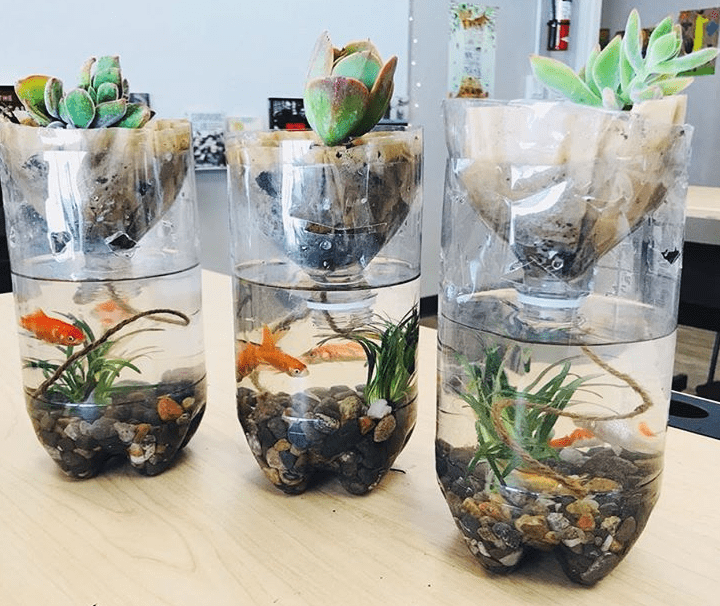 Create a Mini Ecosystem