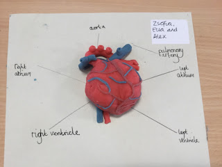 Create a Model of the Heart