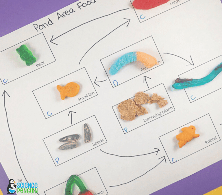 Create an Edible Food Web