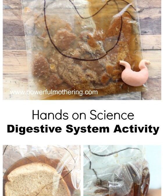 Digestive System Science Activity