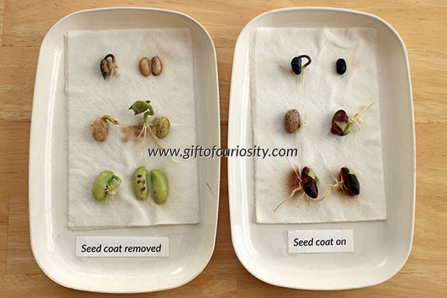 Discover Why Seeds Have Coats