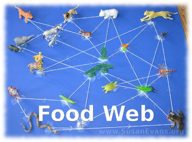 Displaying the Food Web with Model Animals