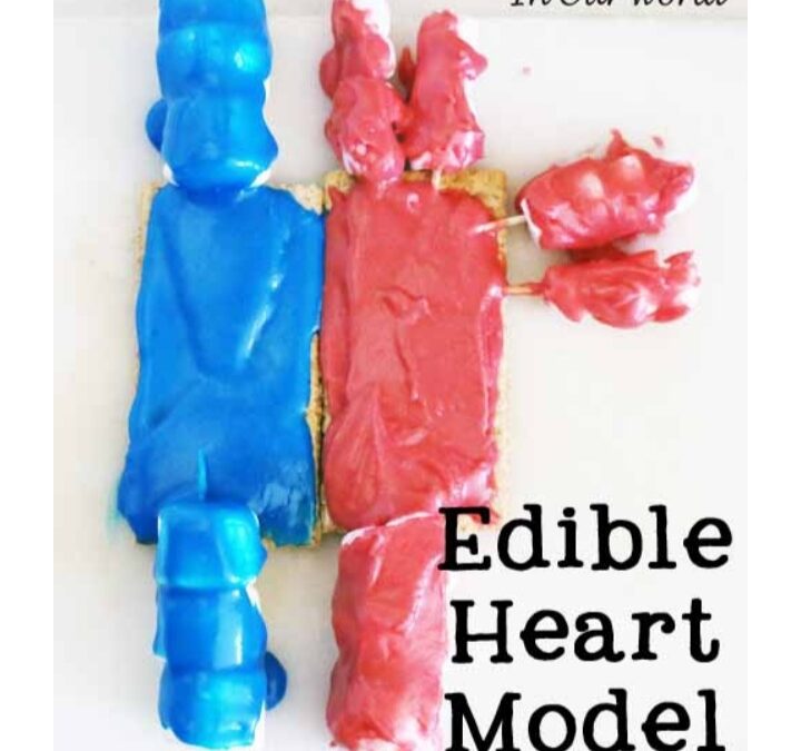 Edible Heart Model