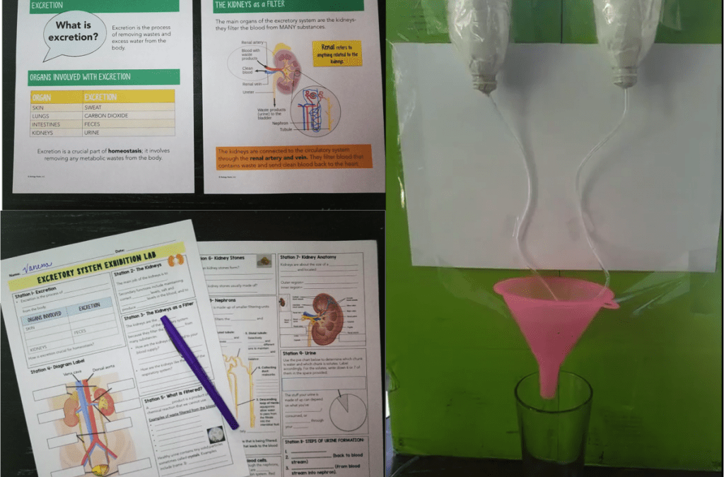 Excretory System Model