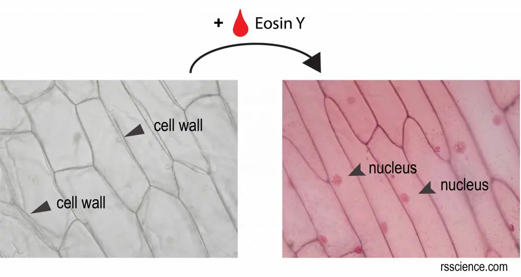 Exploring Plant Cells with Onion Skin