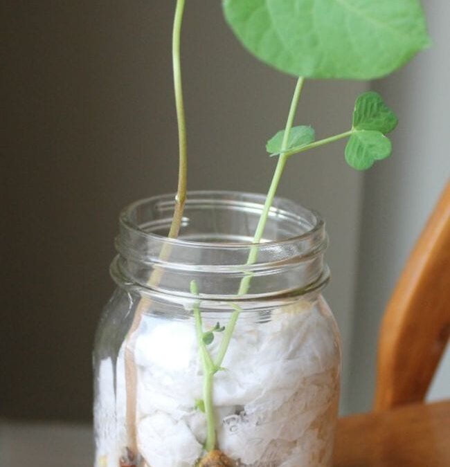 Germinate in a Jar