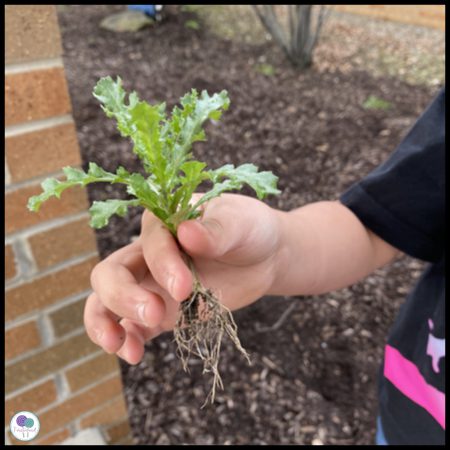 Go Outside to Conduct a Plant Study