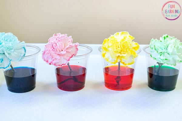 Make Your Own Color-Changing Flowers