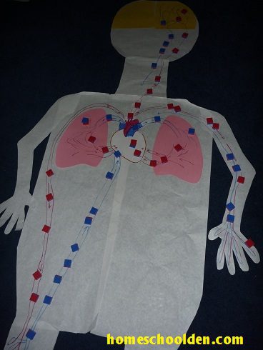 Make a Heart and Circulatory System Poster