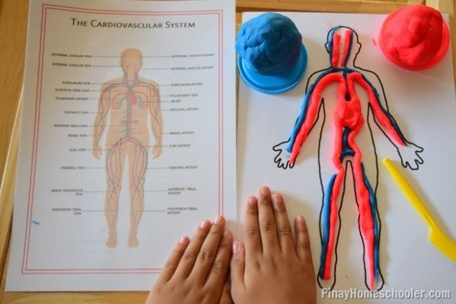 Mold a Play-Doh Circulatory System