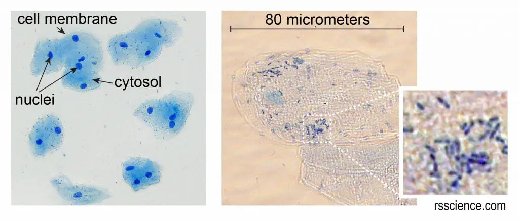 Observing Cheek Cells Under a Microscope