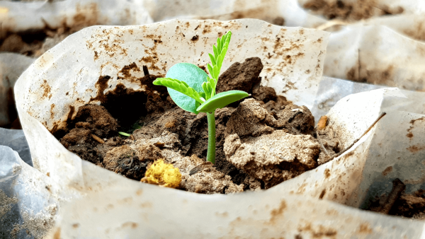 Plant Seeds in Jars