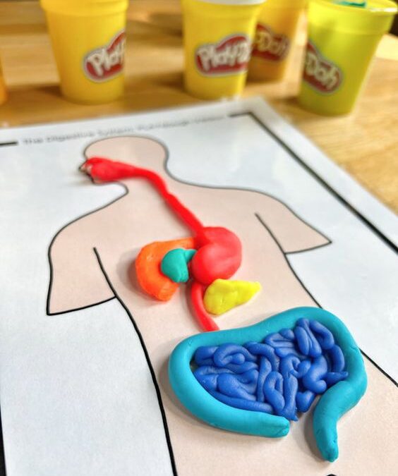 Play Dough Human Digestive System Model