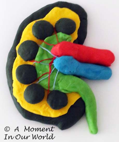 Play Dough Model of a Kidney