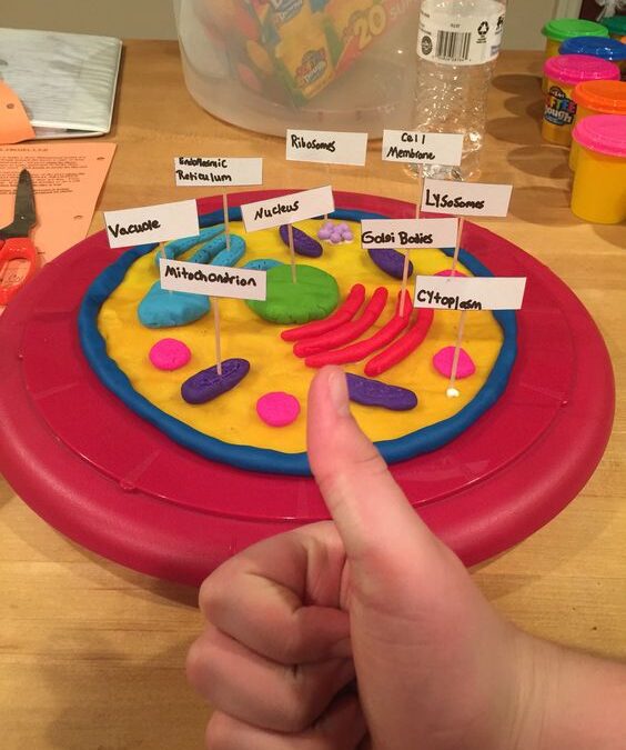 Play Dough Plant Cell Model