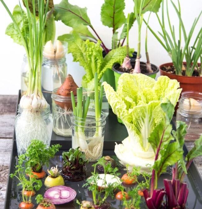 Regrow Kitchen Scraps