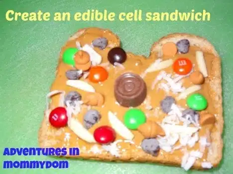 Sandwich Cell Model