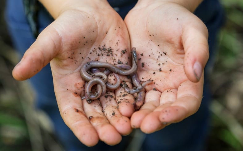 Show How Earthworms Help the Garden