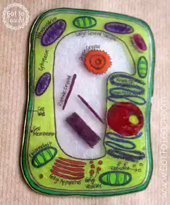 Shrinky Dink Cell Model