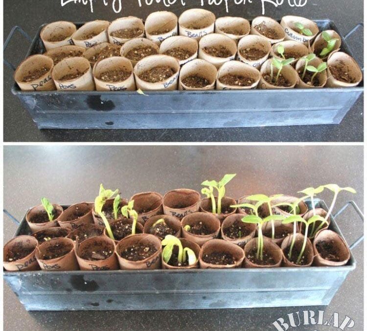 Start Your Own Seeds