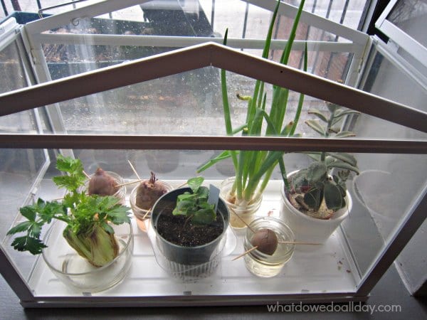 Try to Grow New Plants from Kitchen Scraps