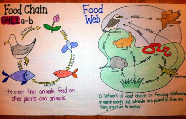 Understanding Food Webs with an Anchor Chart