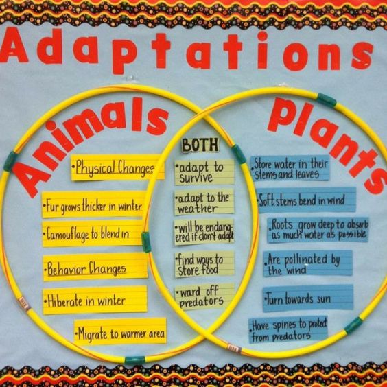 Venn Diagram of Animal and Plant Adaptations